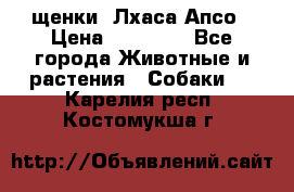 щенки  Лхаса Апсо › Цена ­ 20 000 - Все города Животные и растения » Собаки   . Карелия респ.,Костомукша г.